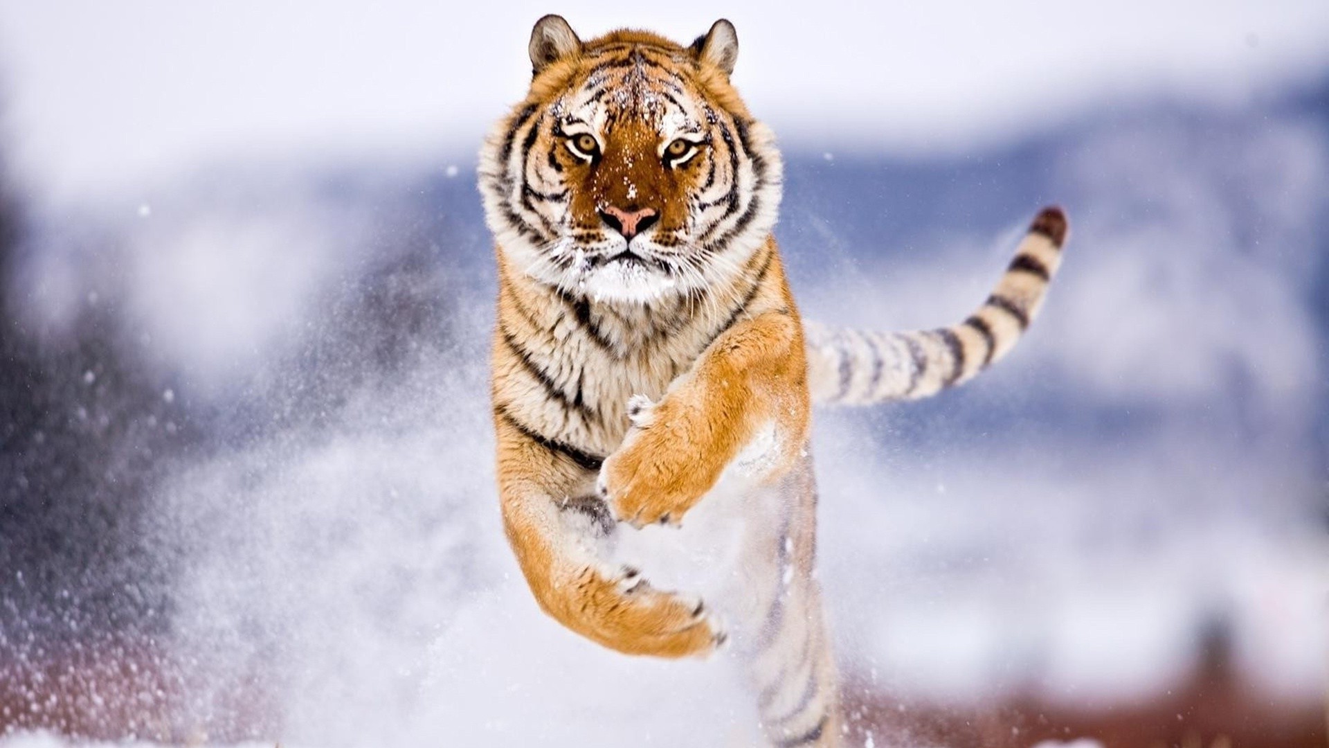 Animals Wallpaper Hd Download - Tiger Attack Wallpaper Hd - 1920x1080 Wallpaper Animals Wallpaper Hd Download - Tiger Attack Wallpaper Hd - 1920x1080 Wallpaper
