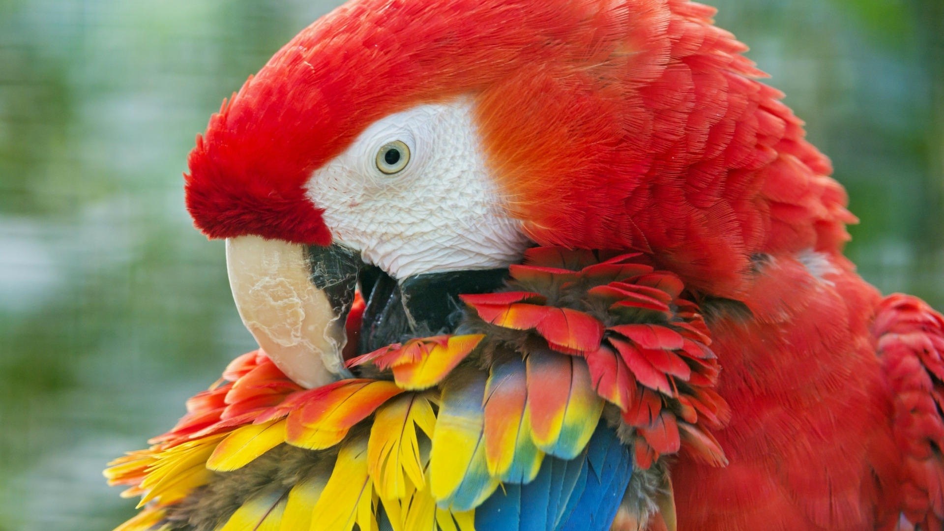 Beautiful Red Parrot Bird Hd Wallpaper - Parrot Hd Images Free Download - HD Wallpaper 