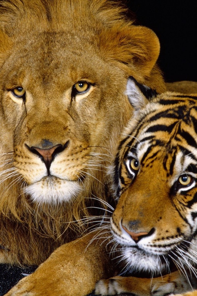Tiger Lion Wallpaper Hd - HD Wallpaper 