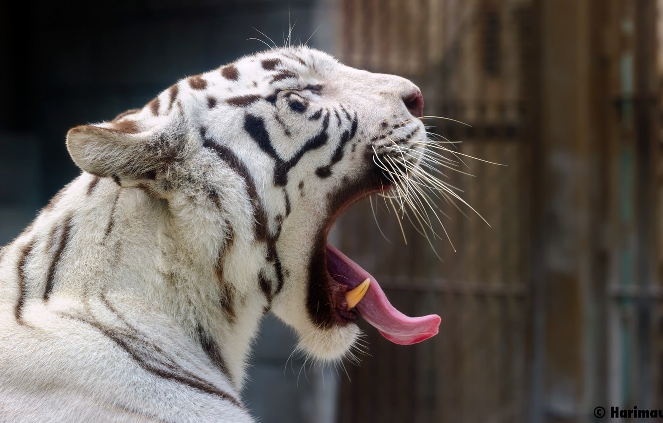 Photo Wallpaper Language, Face, Predator, Mouth, Fangs, - White Tiger - HD Wallpaper 