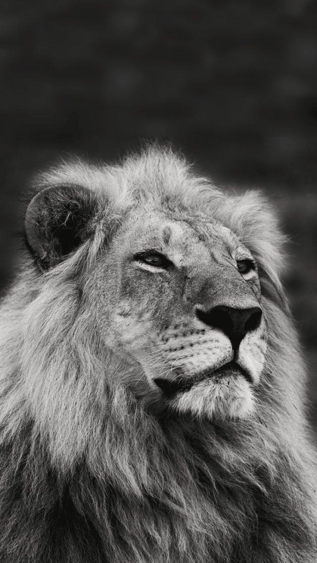 Lion Black And White Iphone Hd - HD Wallpaper 