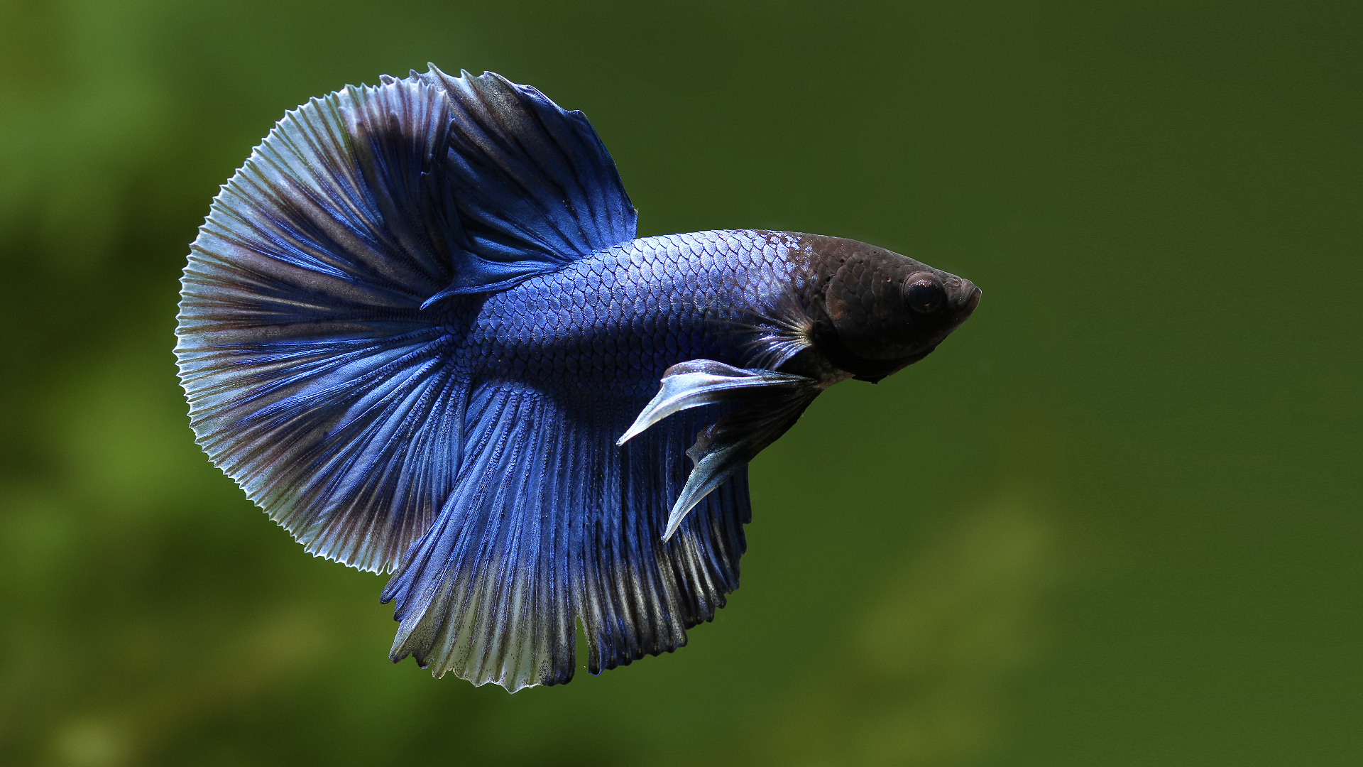 Betta Fish - HD Wallpaper 