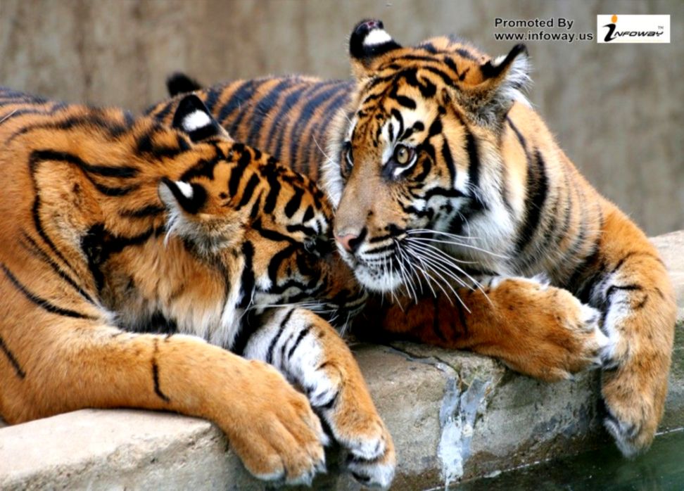 Baby Tiger Wallpaper 3d Amazing Wallpapers Chainimage - Wallpaper - HD Wallpaper 