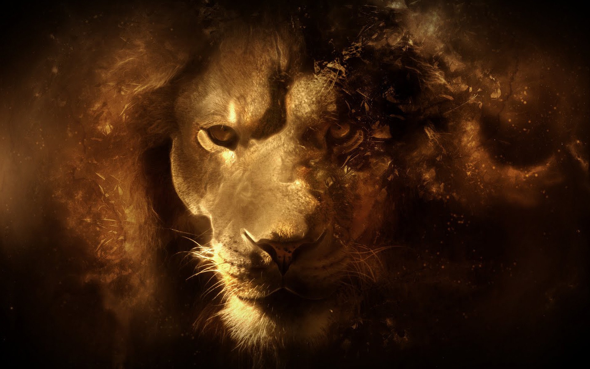 Lion Wallpapers - Lion Face Background - HD Wallpaper 