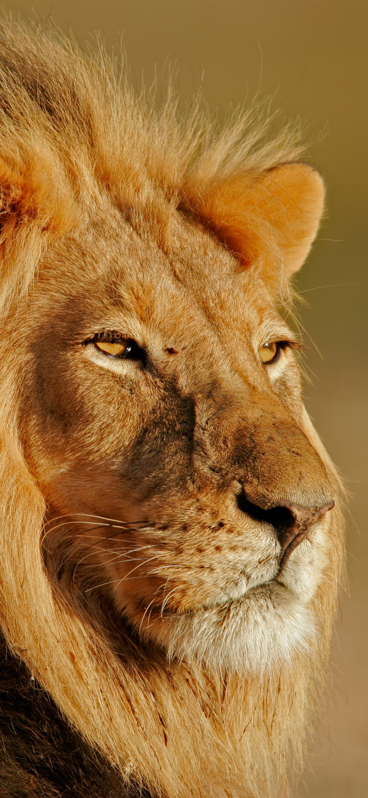 Iphone Wallpaper Lion, Look, Wildlife, Sunshine - Lion D Europe - HD Wallpaper 