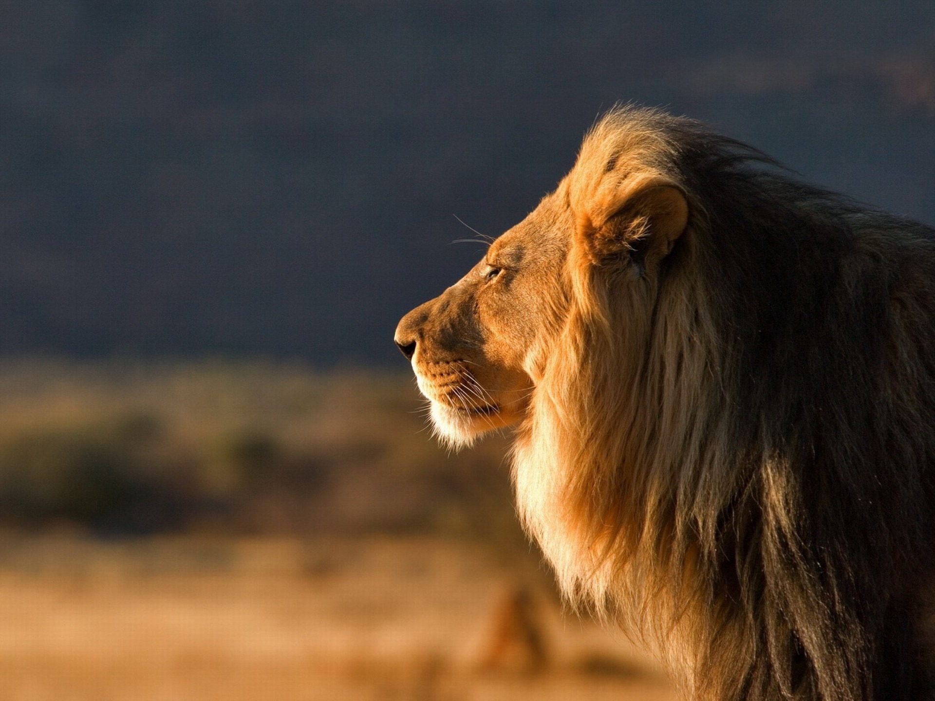 Male Lion - HD Wallpaper 