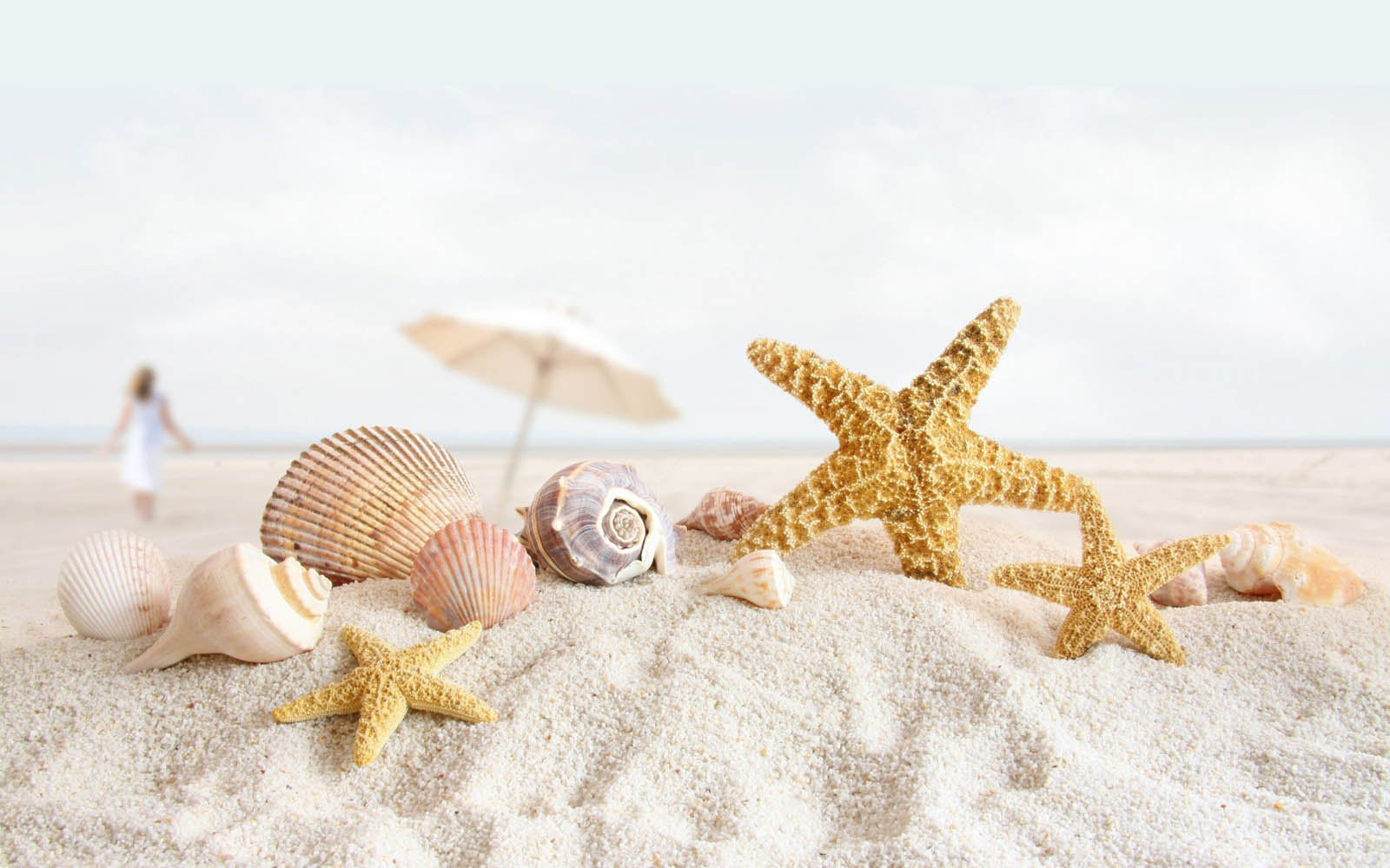 Bintang Laut - Beach White Sand Shells - HD Wallpaper 