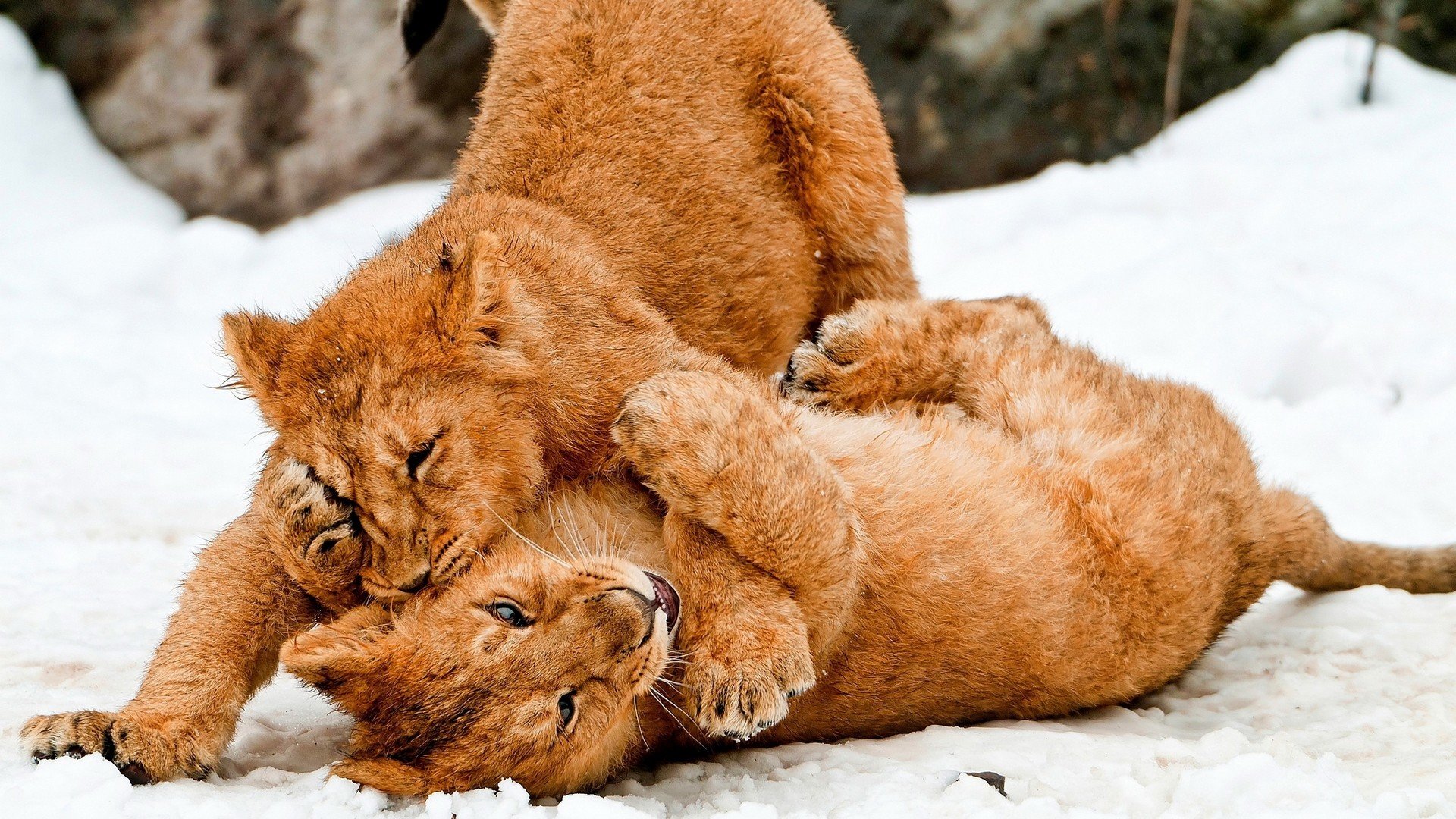 Best Lion Wallpaper Id - Cachorros De Leon Jugando - HD Wallpaper 
