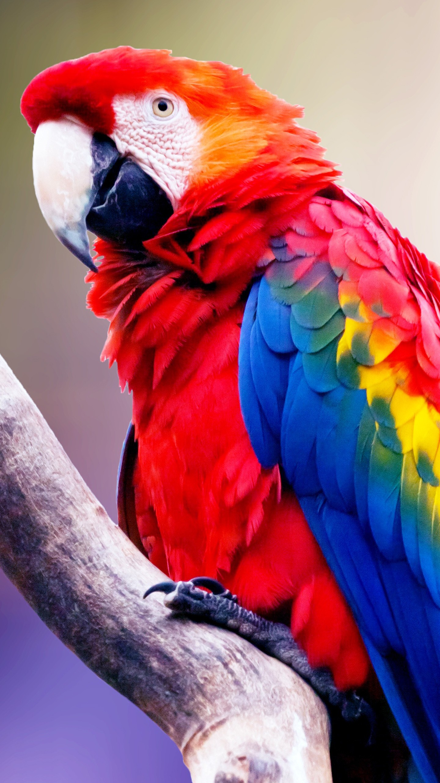 Macaw Parrot Hd Wallpaper For Mobile - 1440x2560 Wallpaper 