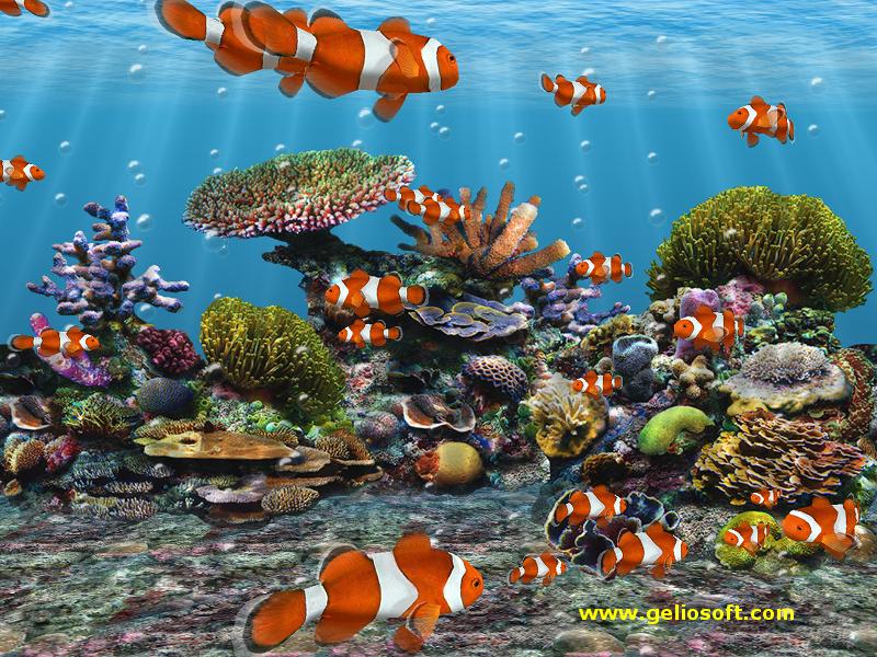 Best Fish Live Wallpapers Android Live Wallpaper Download - School Of Clown  Fish - 800x600 Wallpaper 