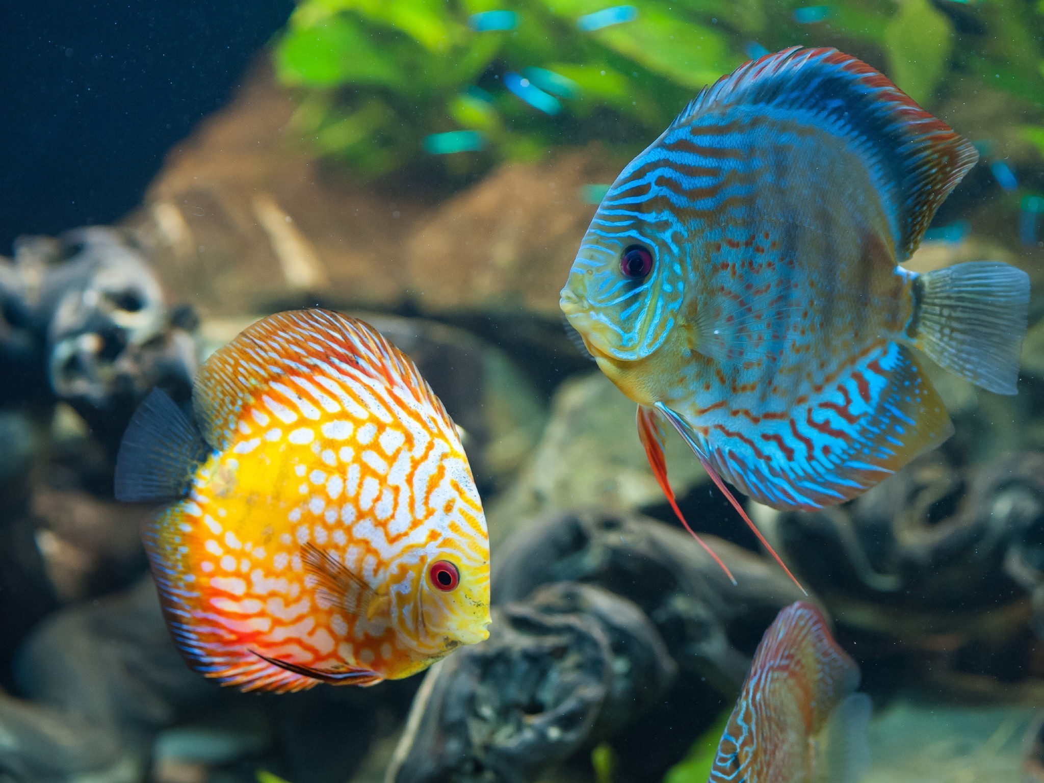 Animals, Fish, Discus Fish Wallpapers Hd / Desktop - Discus Fish Wallpaper Hd - HD Wallpaper 