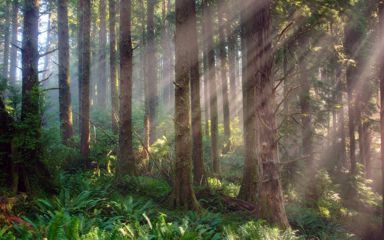 Nature Wallpaper - Szalenstwem Jest Robic To Samo - HD Wallpaper 