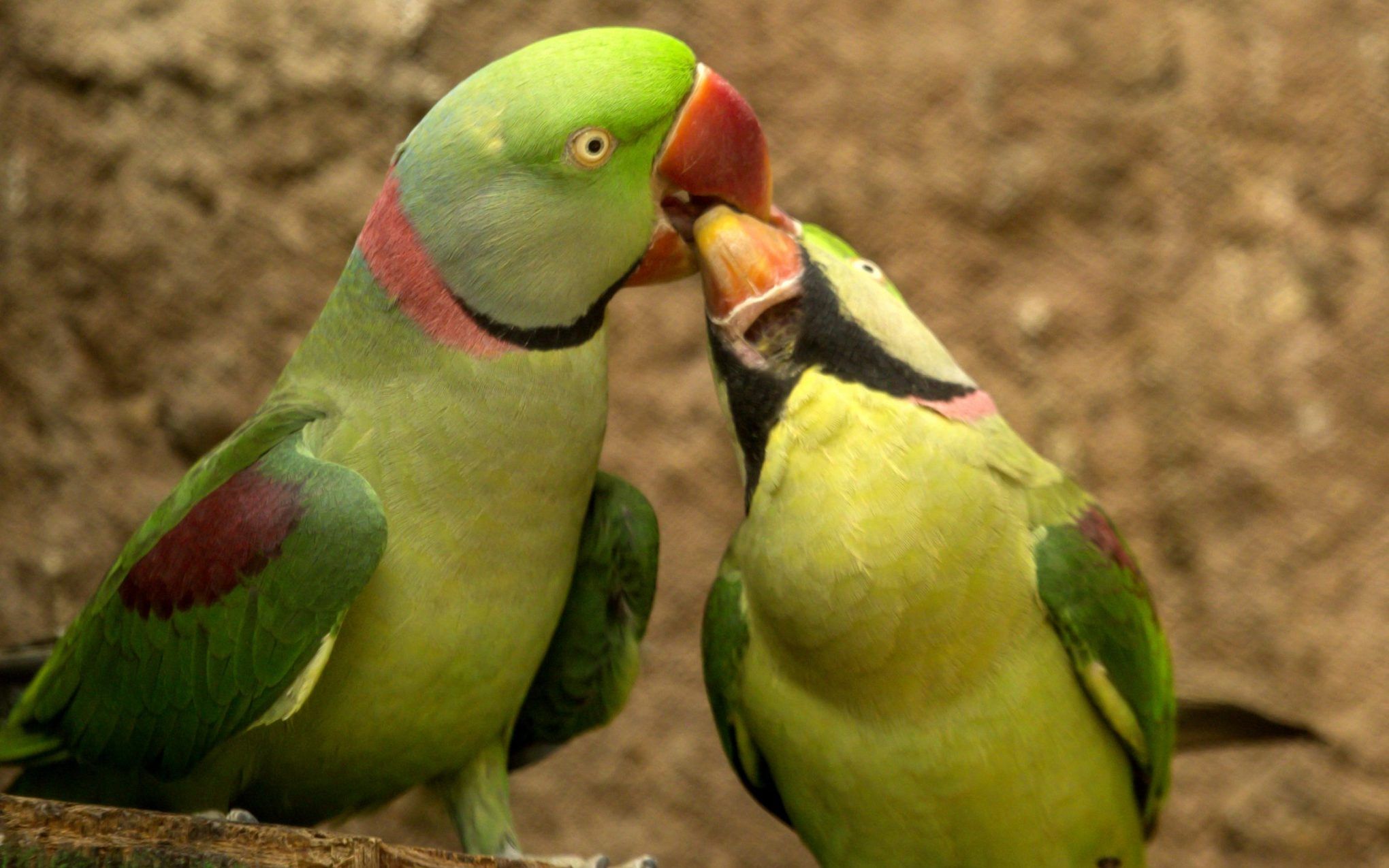 Parrot Wallpaper Hd Love - HD Wallpaper 