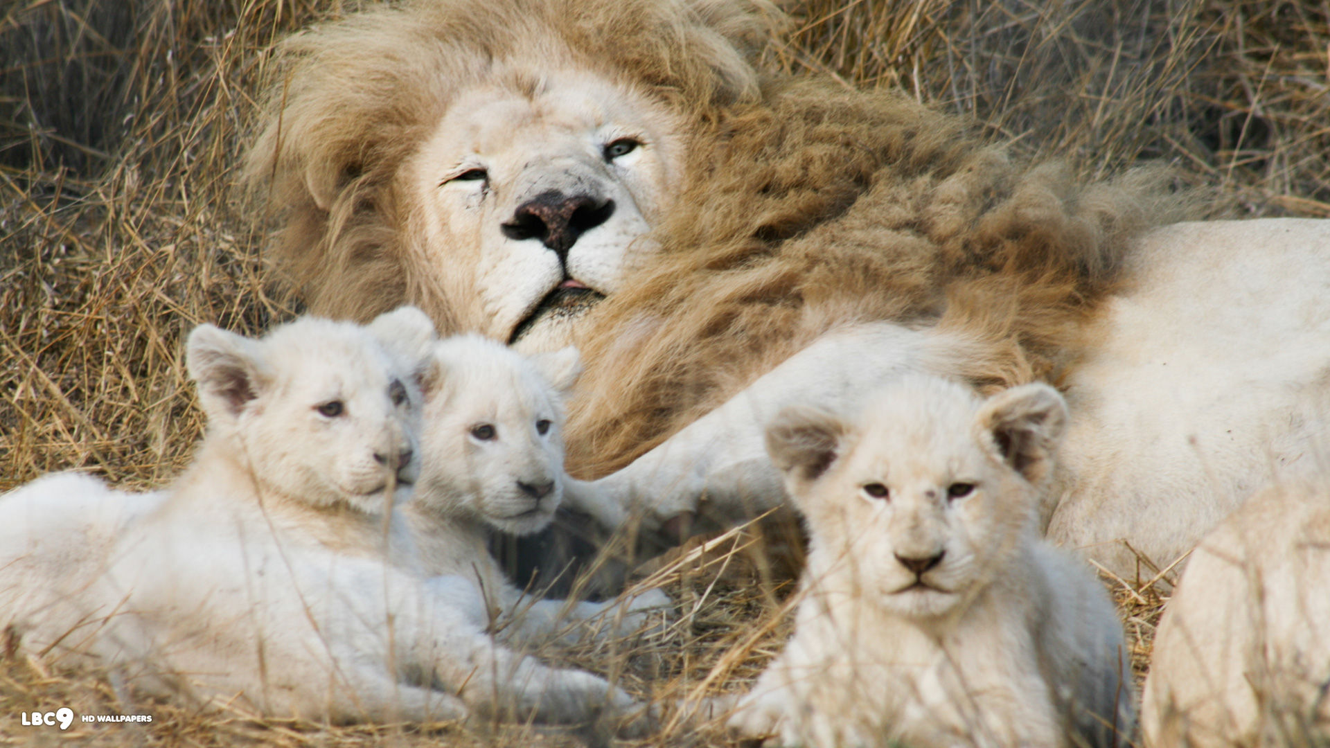 Baby White Lion Hd Wallpapers - White Lions Linda Tucker - HD Wallpaper 