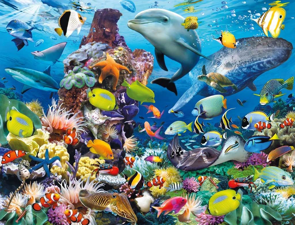 Fish At The Sea - HD Wallpaper 