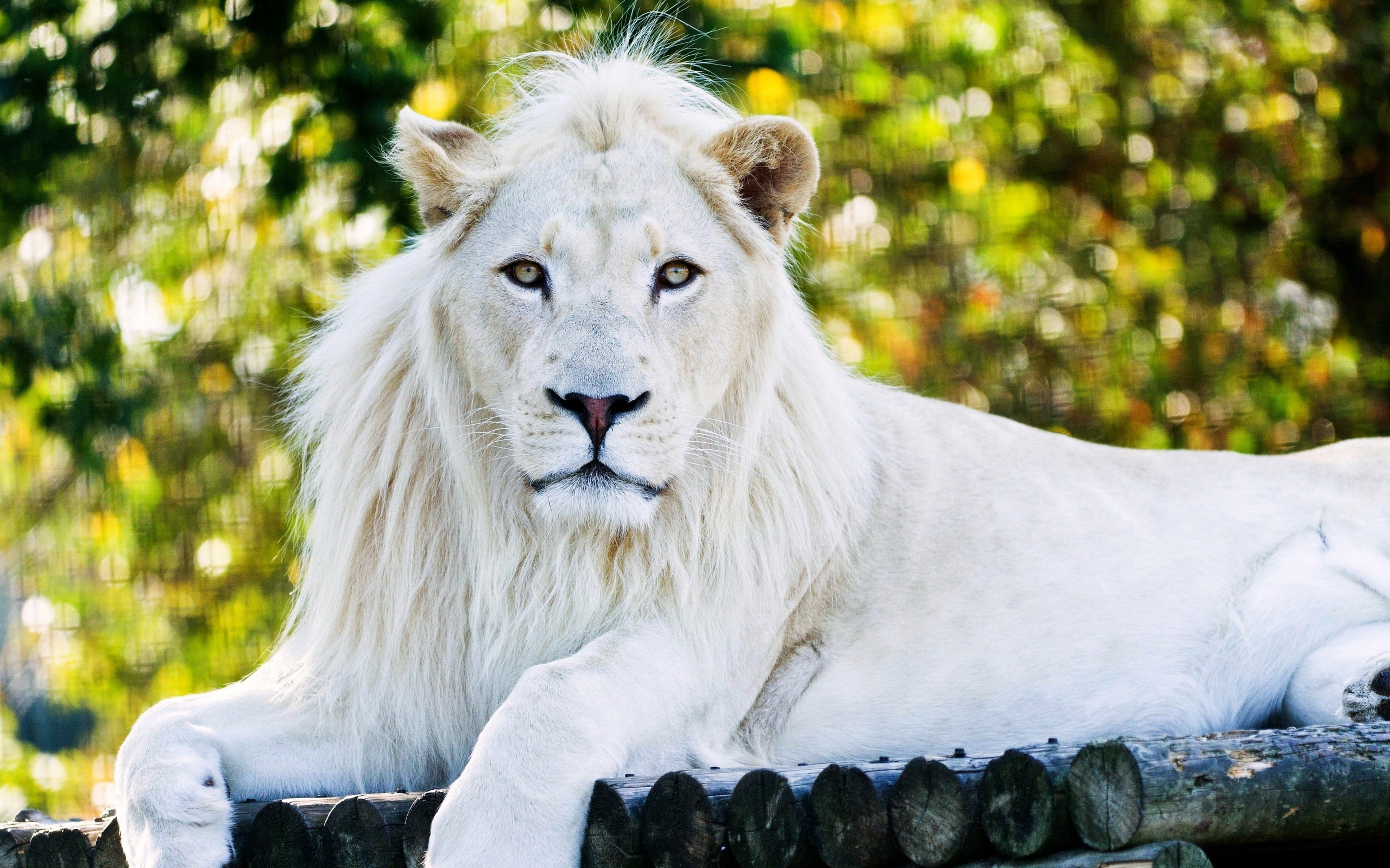 White Lion - Full Hd White Lion - HD Wallpaper 