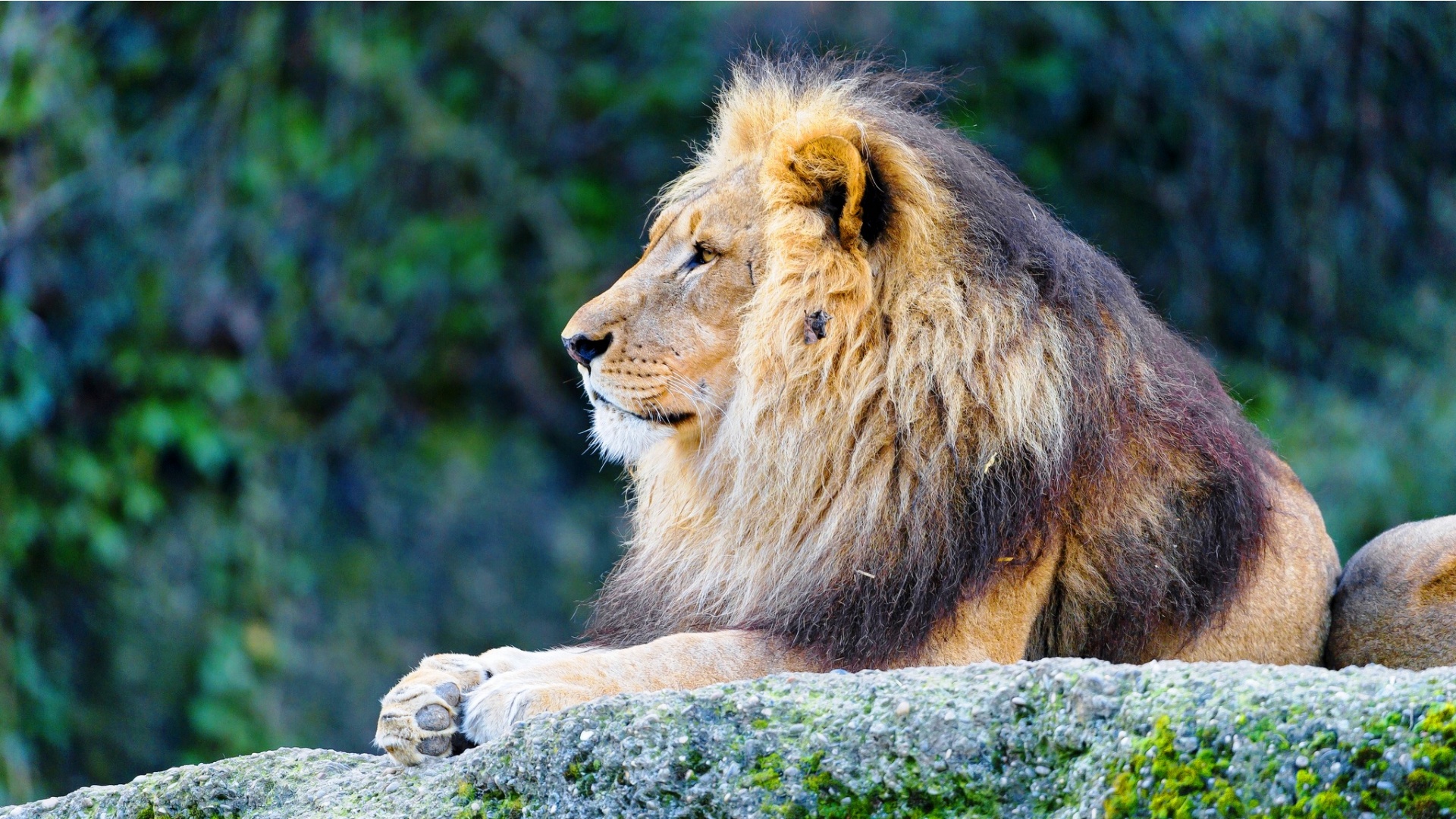 Lion Stone Look - Sher Photo Download - 1920x1080 Wallpaper Lion Stone Look - Sher Photo Download - 1920x1080 Wallpaper