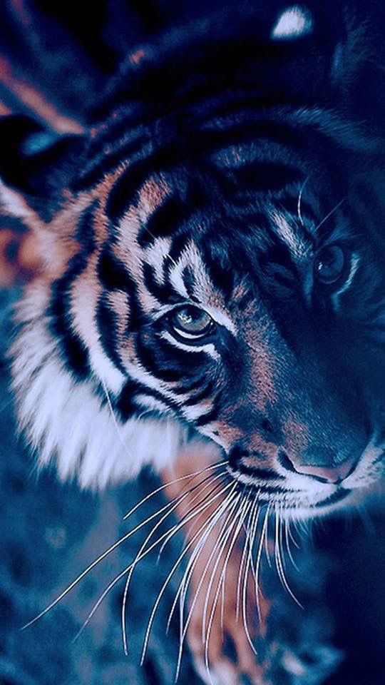 Tiger Wallpaper Iphone - HD Wallpaper 