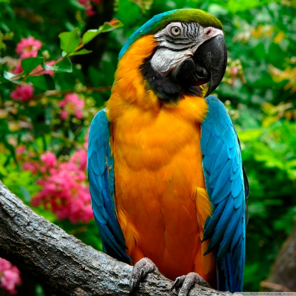 Parrots Wallpaper Full Screen - HD Wallpaper 