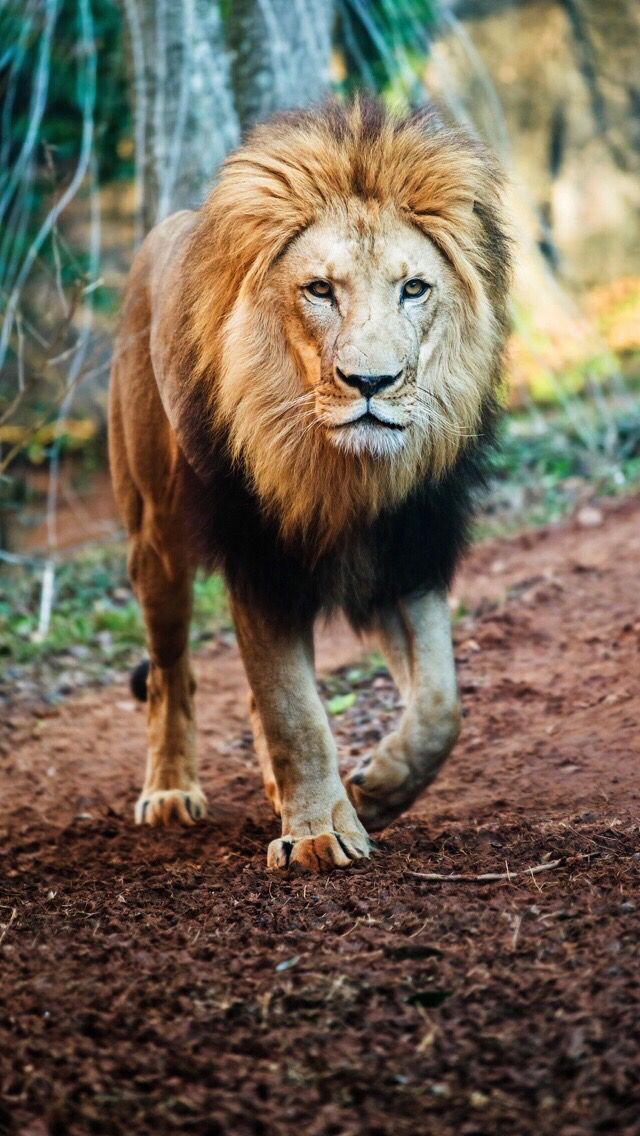 Lion Walking - 640x1136 Wallpaper Lion Walking - 640x1136 Wallpaper