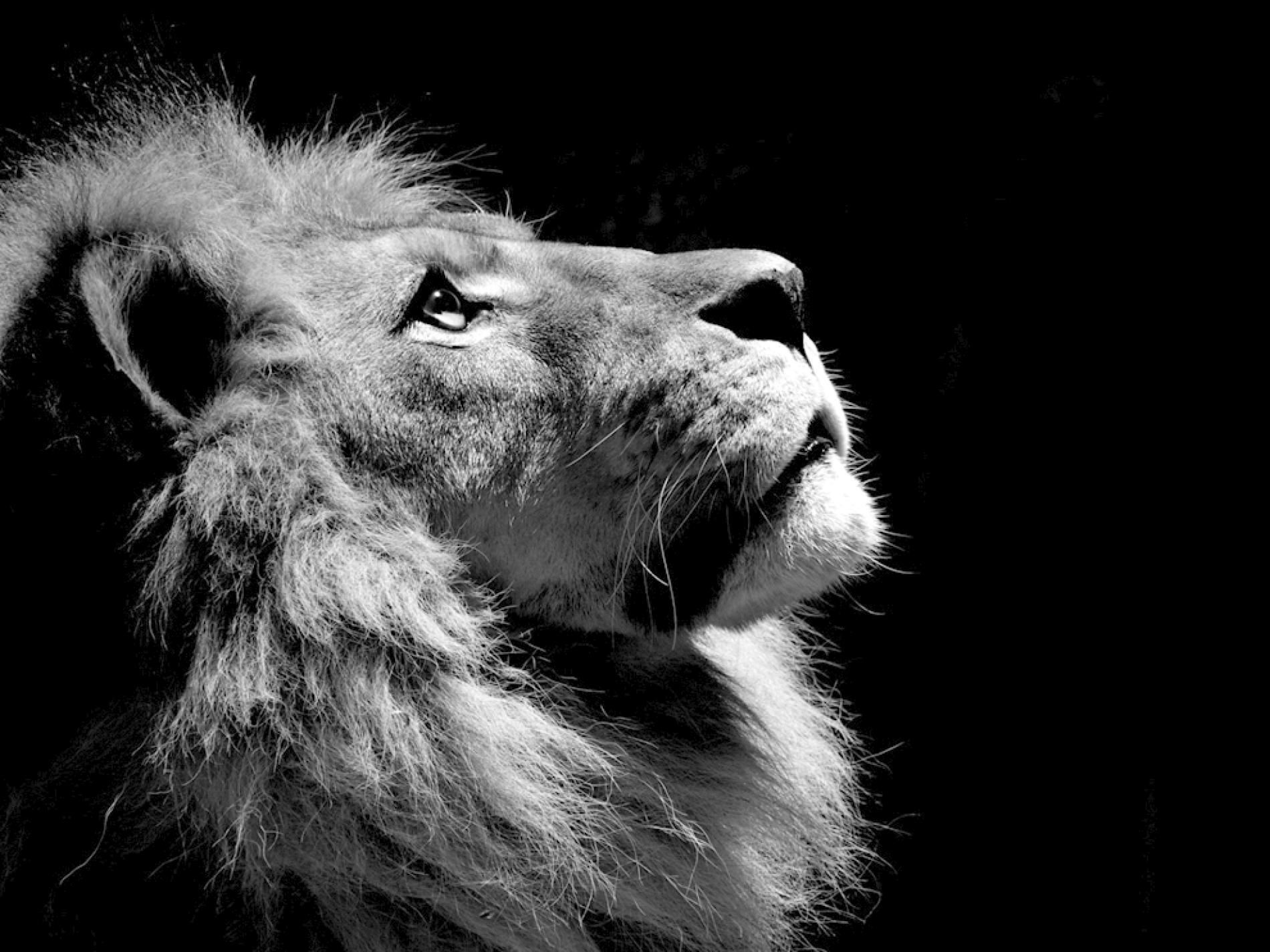 Lion Profile - HD Wallpaper 