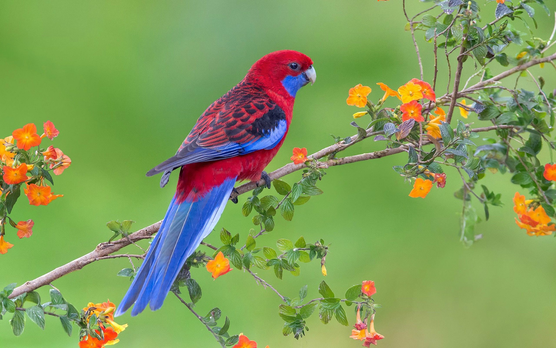 Blue Parrot Bird Desktop Background Wallpapers - Bird In Flower Tree - HD Wallpaper 
