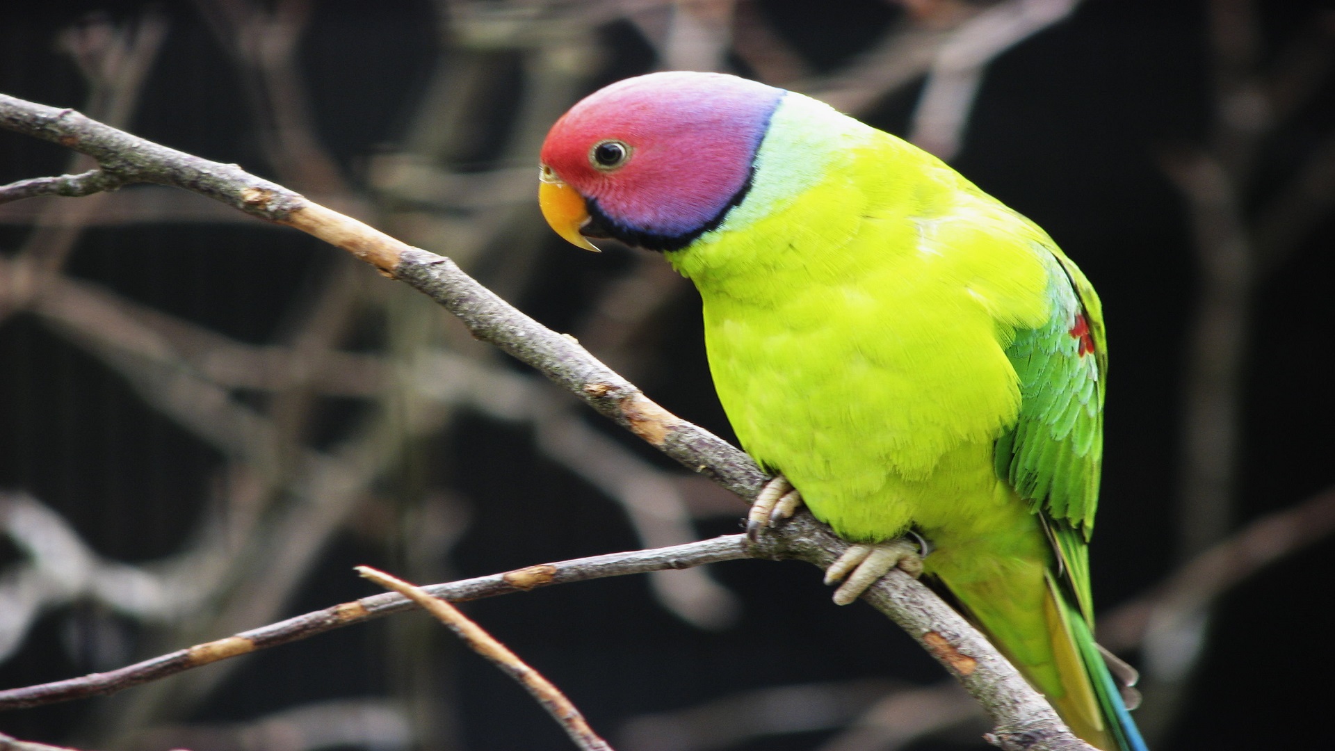 Colorful Parrot Birds Photo - Bird Hd Photo Download - HD Wallpaper 