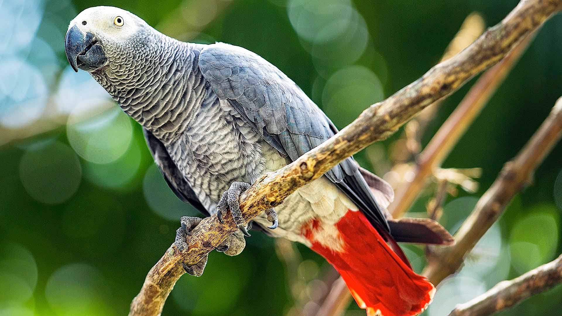 African Grey Parrot - HD Wallpaper 
