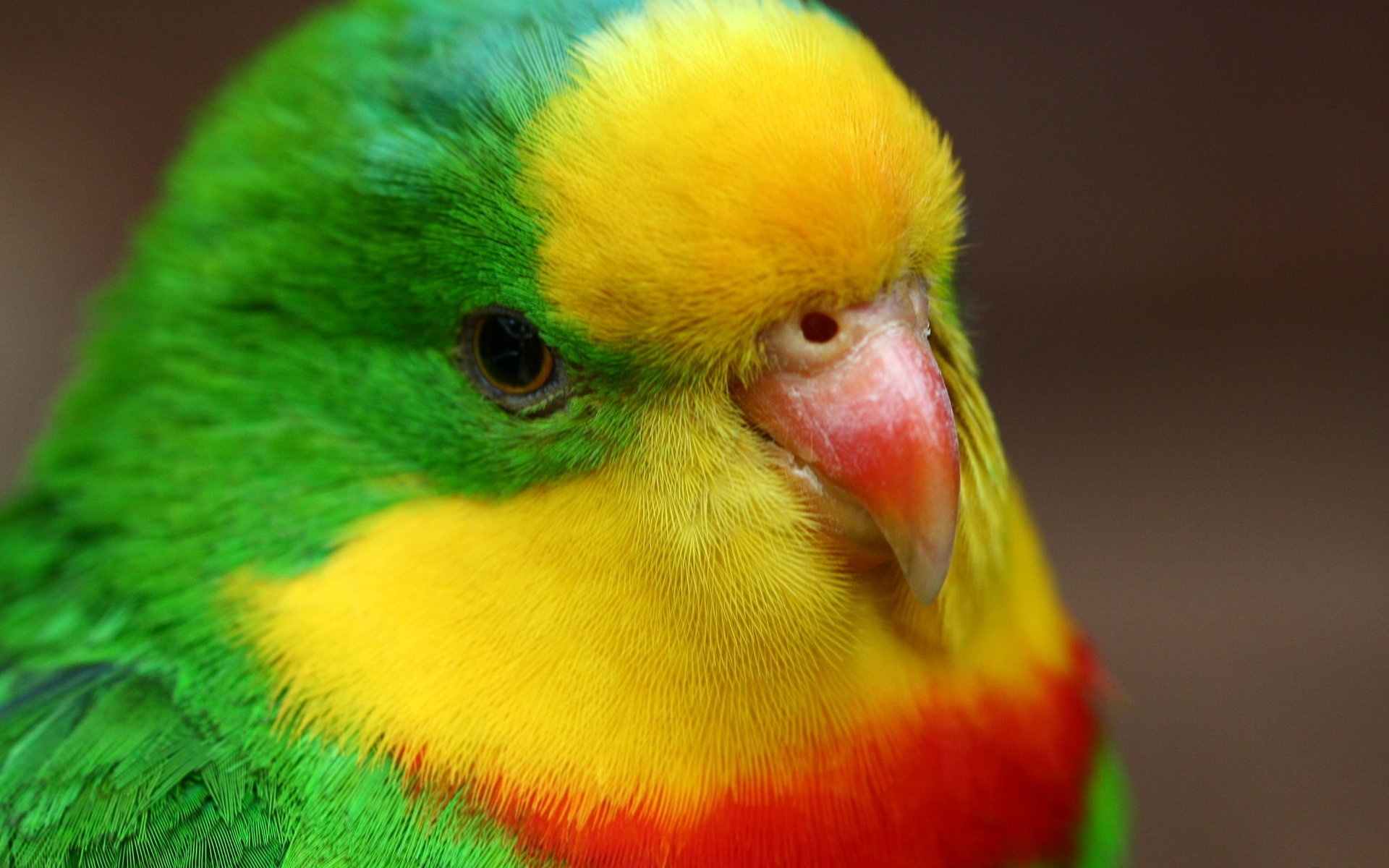 Green Yellow Red Bird - HD Wallpaper 