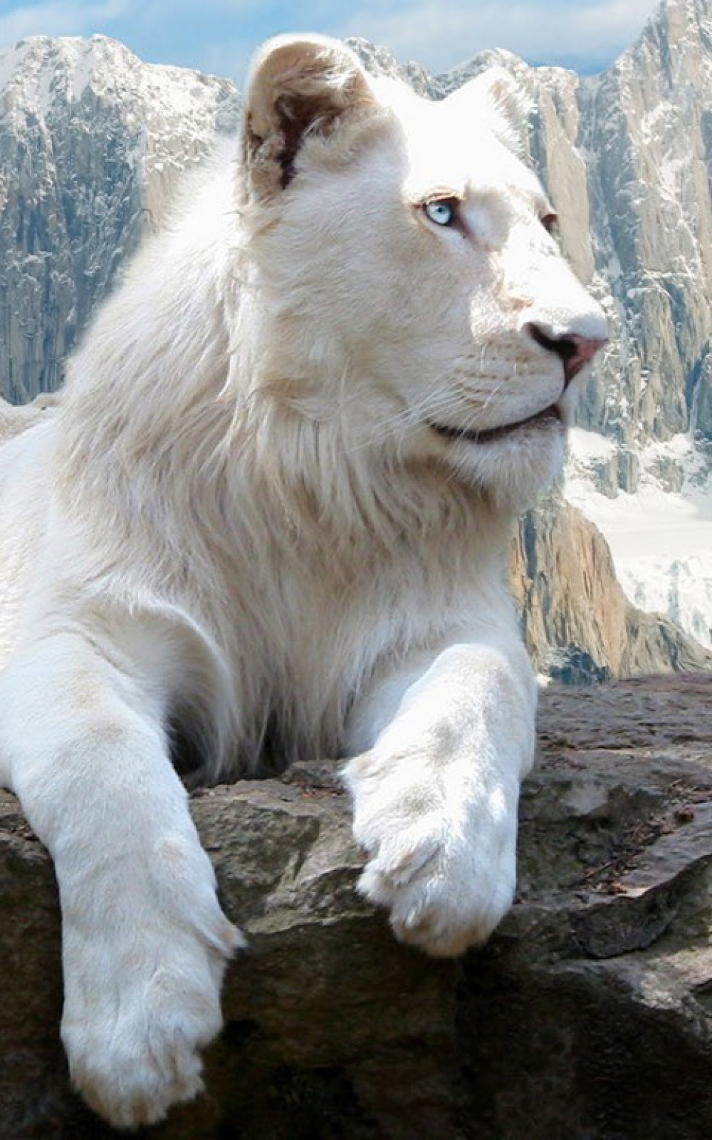 White Lion Wallpaper Iphone - HD Wallpaper 