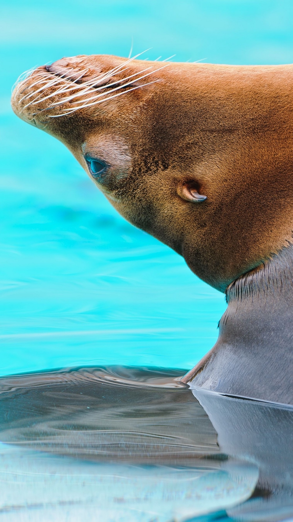 Wallpaper Sea Lion, Water, Playful - 4k Sea Lion - HD Wallpaper 