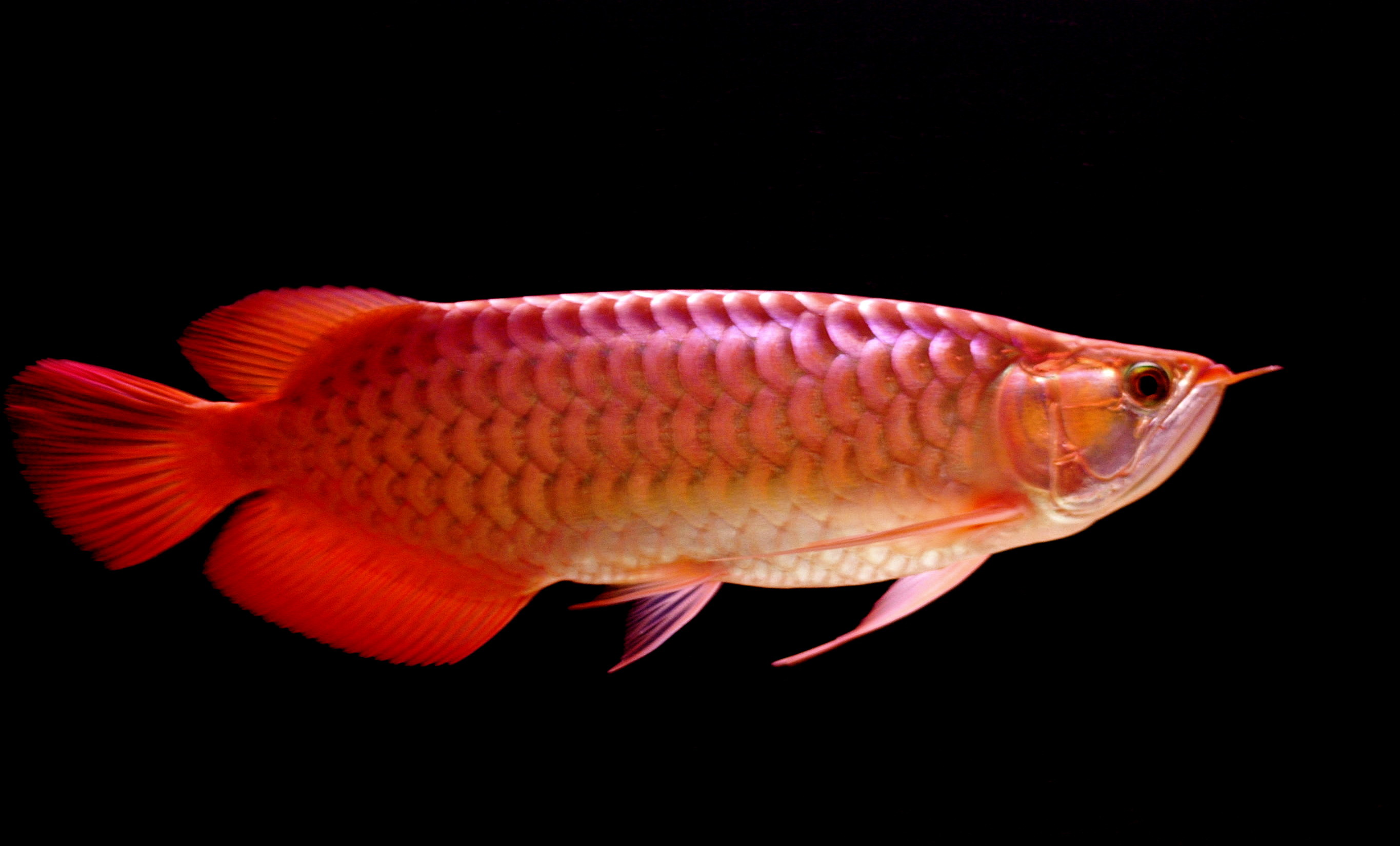 Beautiful Big Red Arowana Fish Photo Picture Hd Desktop - Arowana Wallpaper  Hd - 2730x1650 Wallpaper 