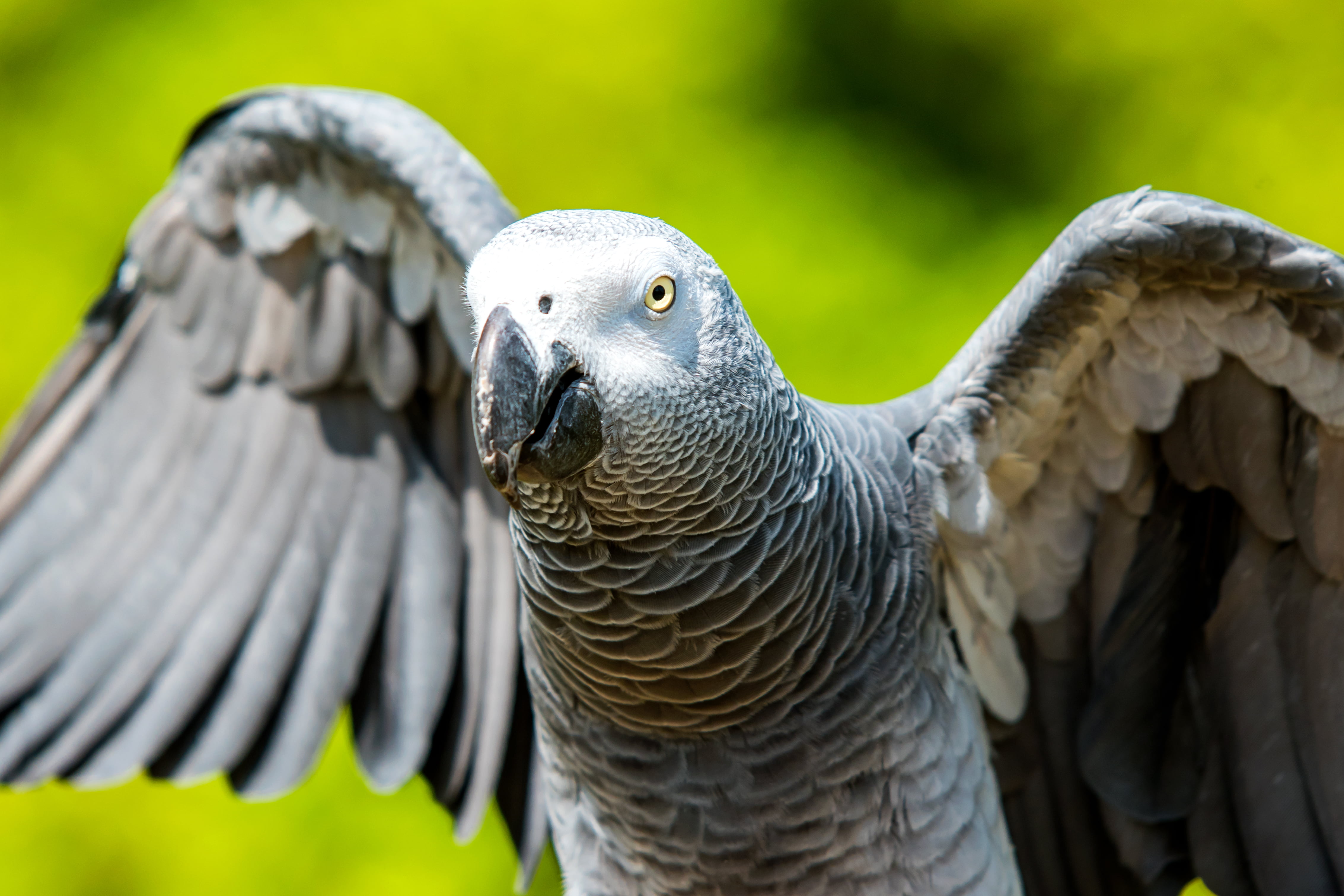 African Grey Parrot - HD Wallpaper 