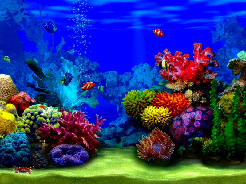 Coral Reef Ocean Habitat - HD Wallpaper 