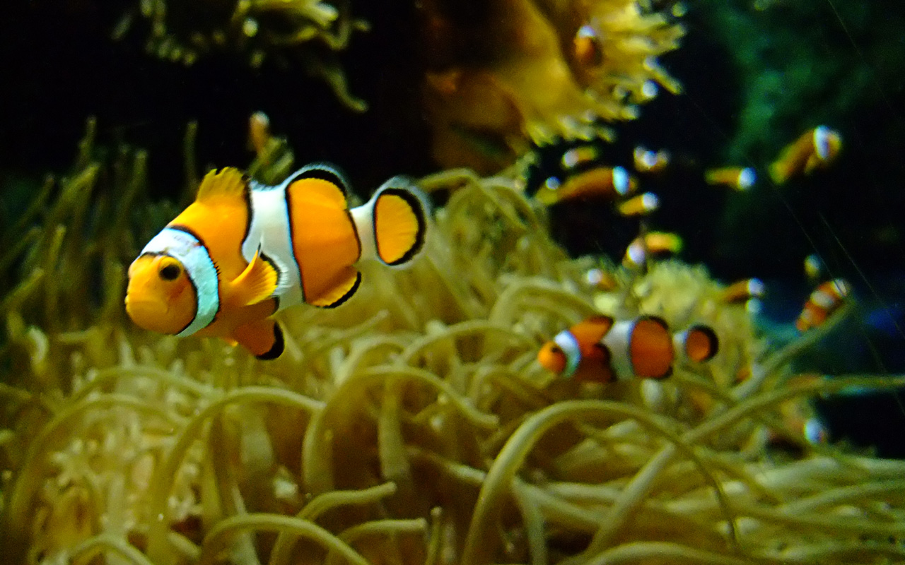 Clownfish - Funny Clown Fishes - HD Wallpaper 
