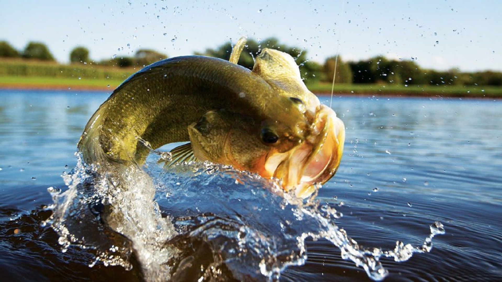 Fishing For Bass - HD Wallpaper 
