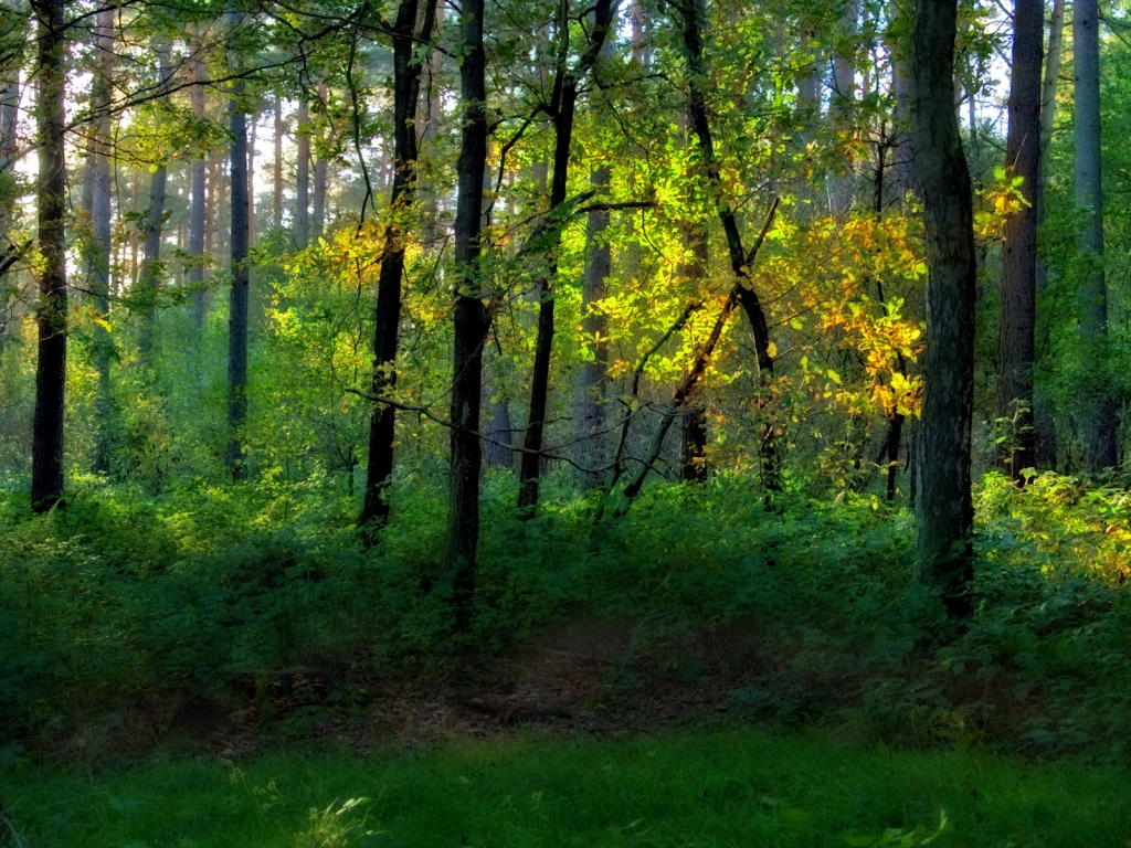 Colors Of Tree Wood - HD Wallpaper 