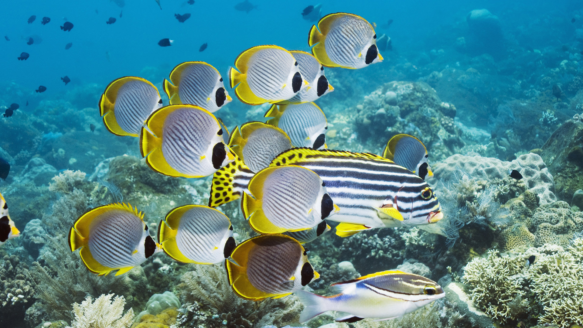 High Resolution Fish Hd 1080p Wallpaper Id - Ocean Wallpaper Hd Underwater - HD Wallpaper 