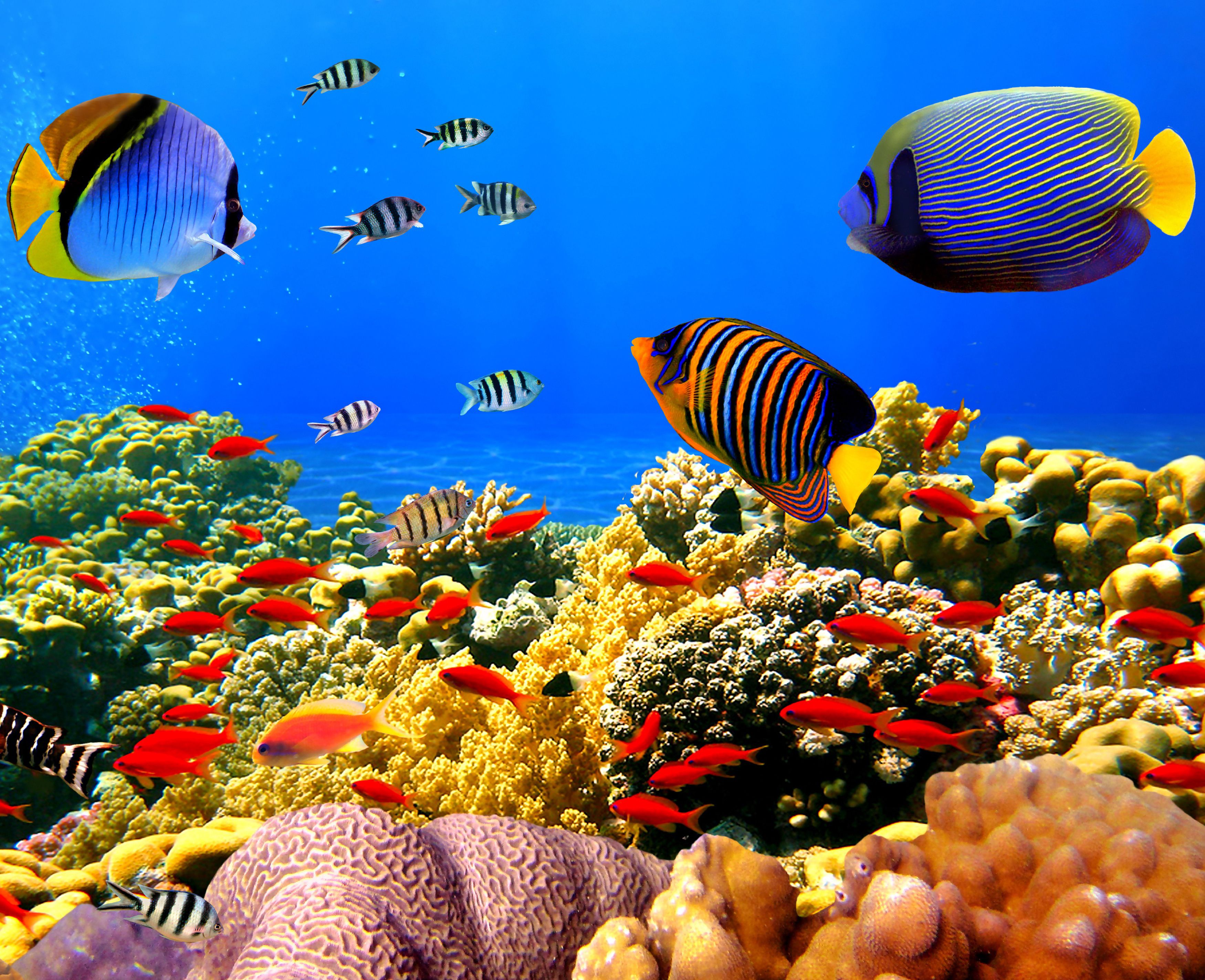 Tropical Fish On Coral Reefs - HD Wallpaper 