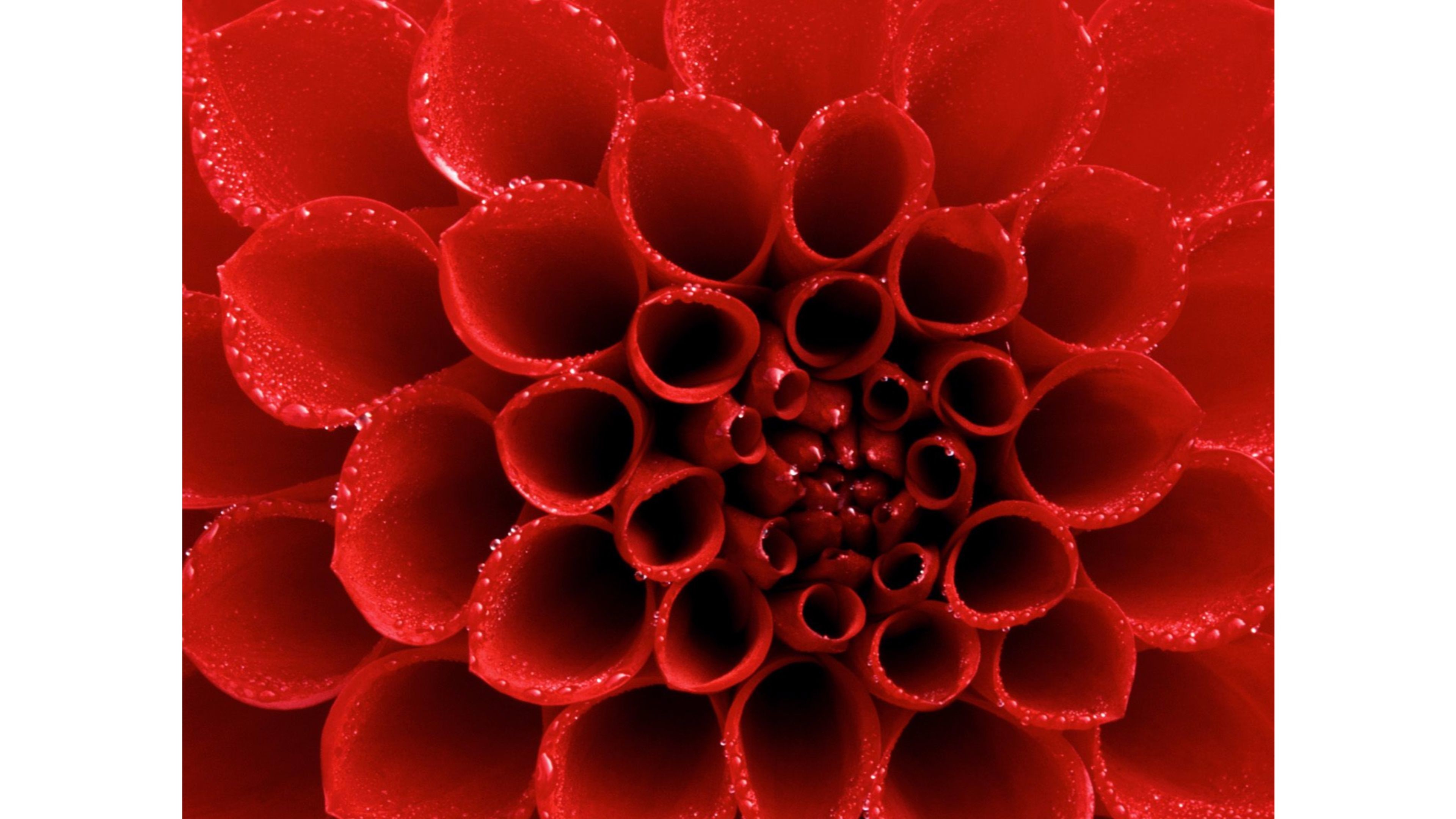 Stylish Valentines 4k Wallpapers 
 Data-src /w/full/6/1/8/491215 - Android Red Wallpaper Hd - HD Wallpaper 