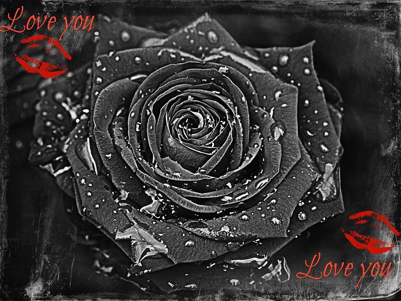 I Love You Rose Wallpaper - Love Kiss Wallpaper Rose - HD Wallpaper 