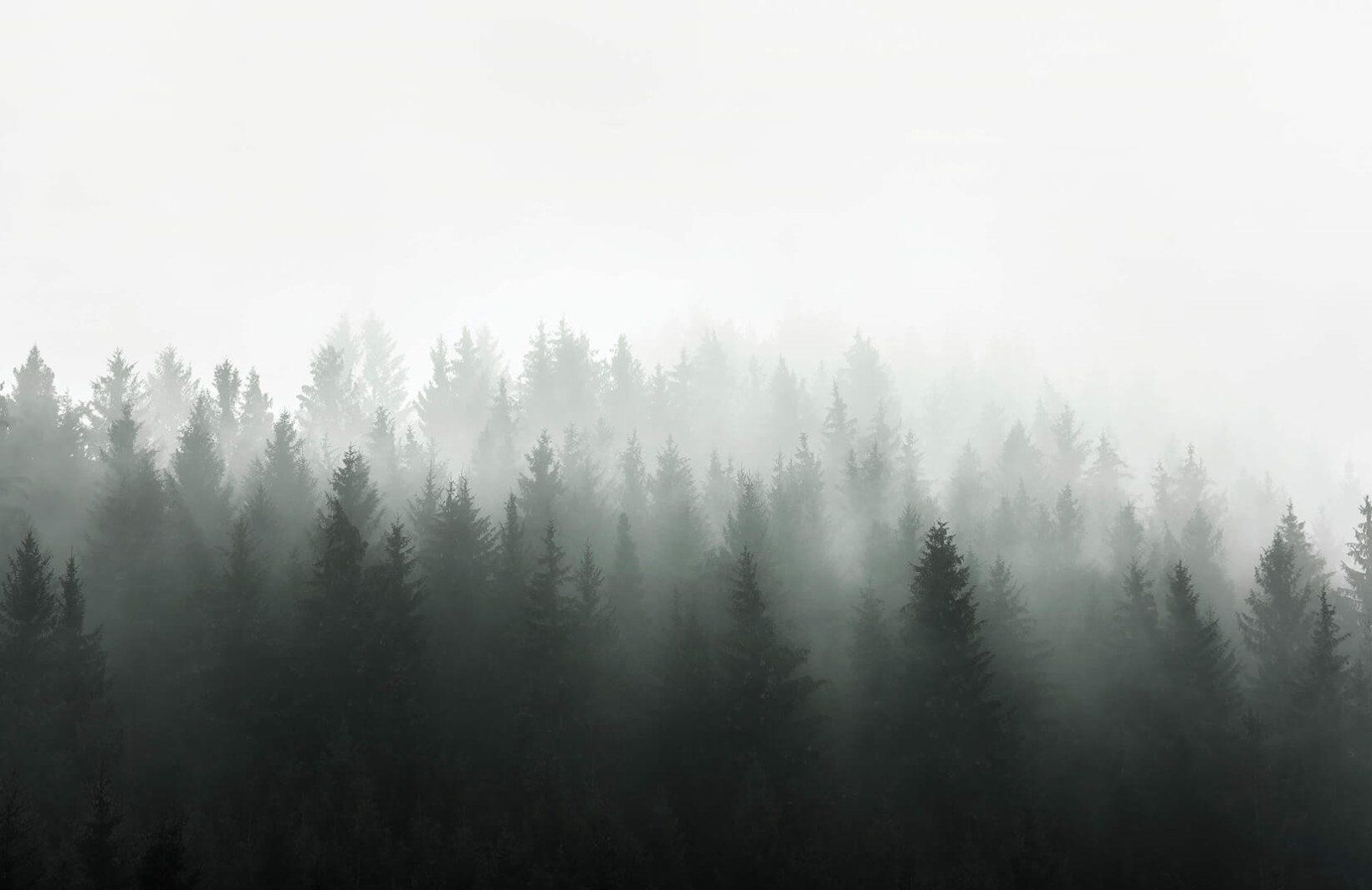 Wall Mural Ombre Effect Wall Green - HD Wallpaper 