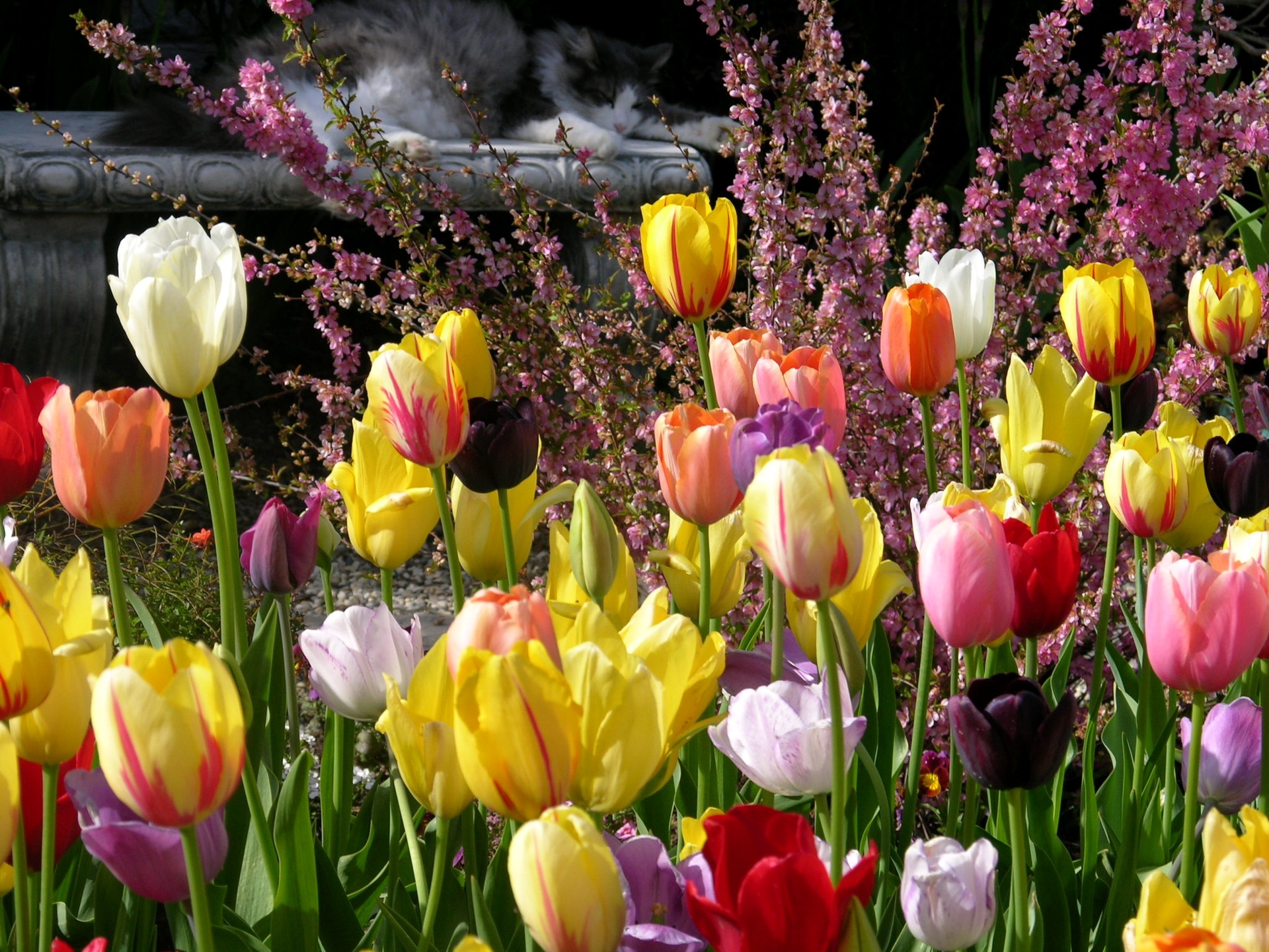 Wallpaper Tulips, Flowers, Different, Cat, Bench - M Name Image Free Download - HD Wallpaper 