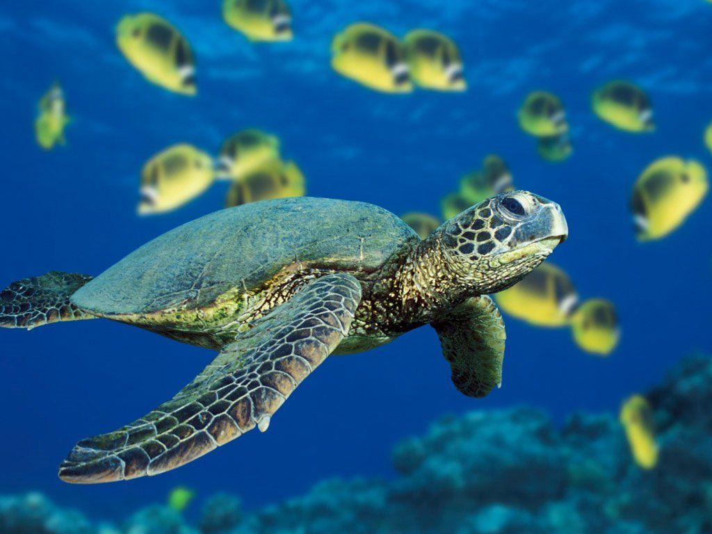 Public Domain Sea Turtle - HD Wallpaper 