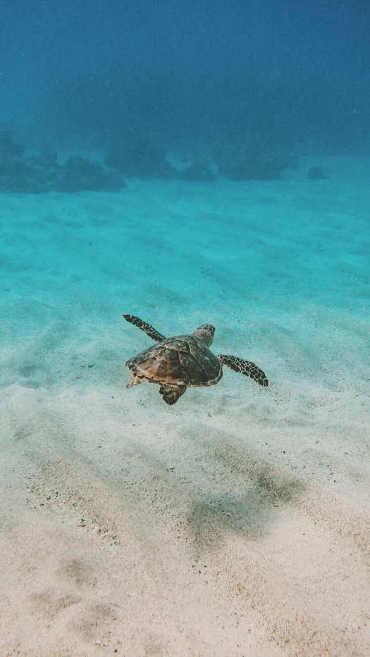Sea Turtle Iphone Background - HD Wallpaper 