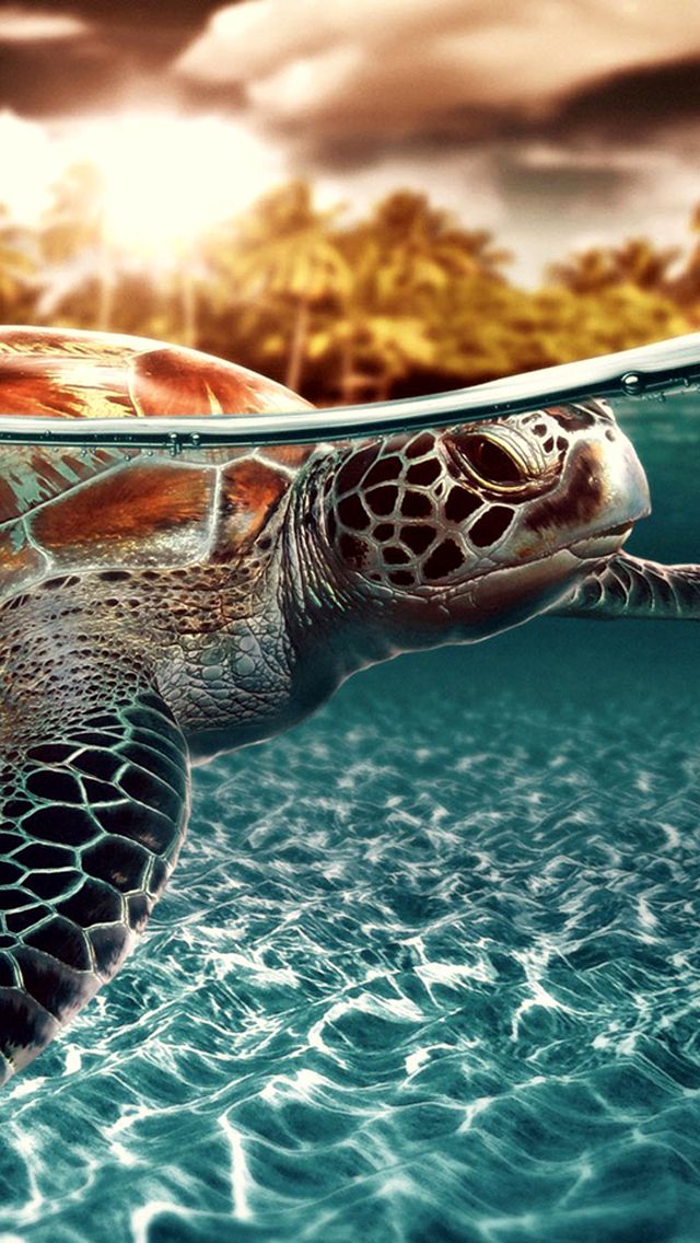 Sea Turtles Wallpaper For Iphone - HD Wallpaper 