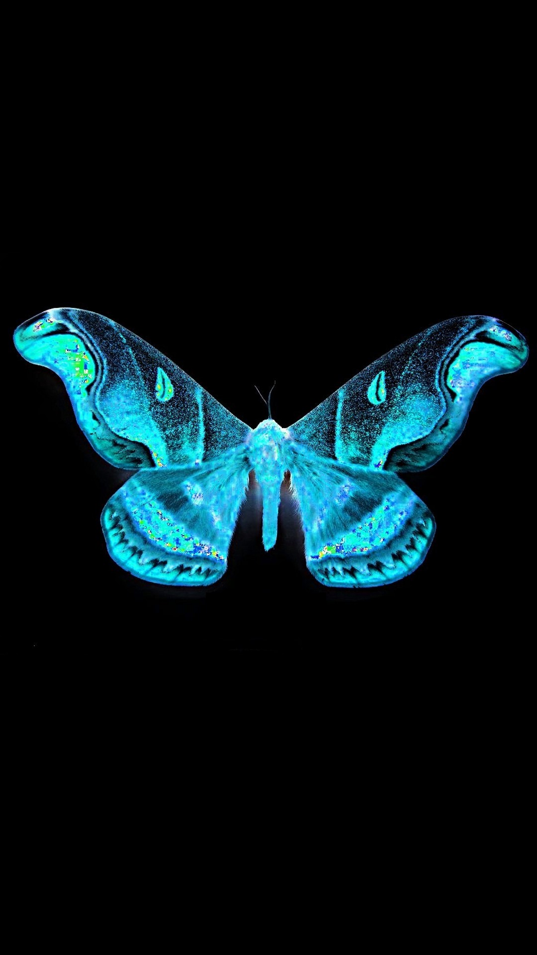 Blue Butterfly Android Wallpaper With Hd Resolution - Butterfly
