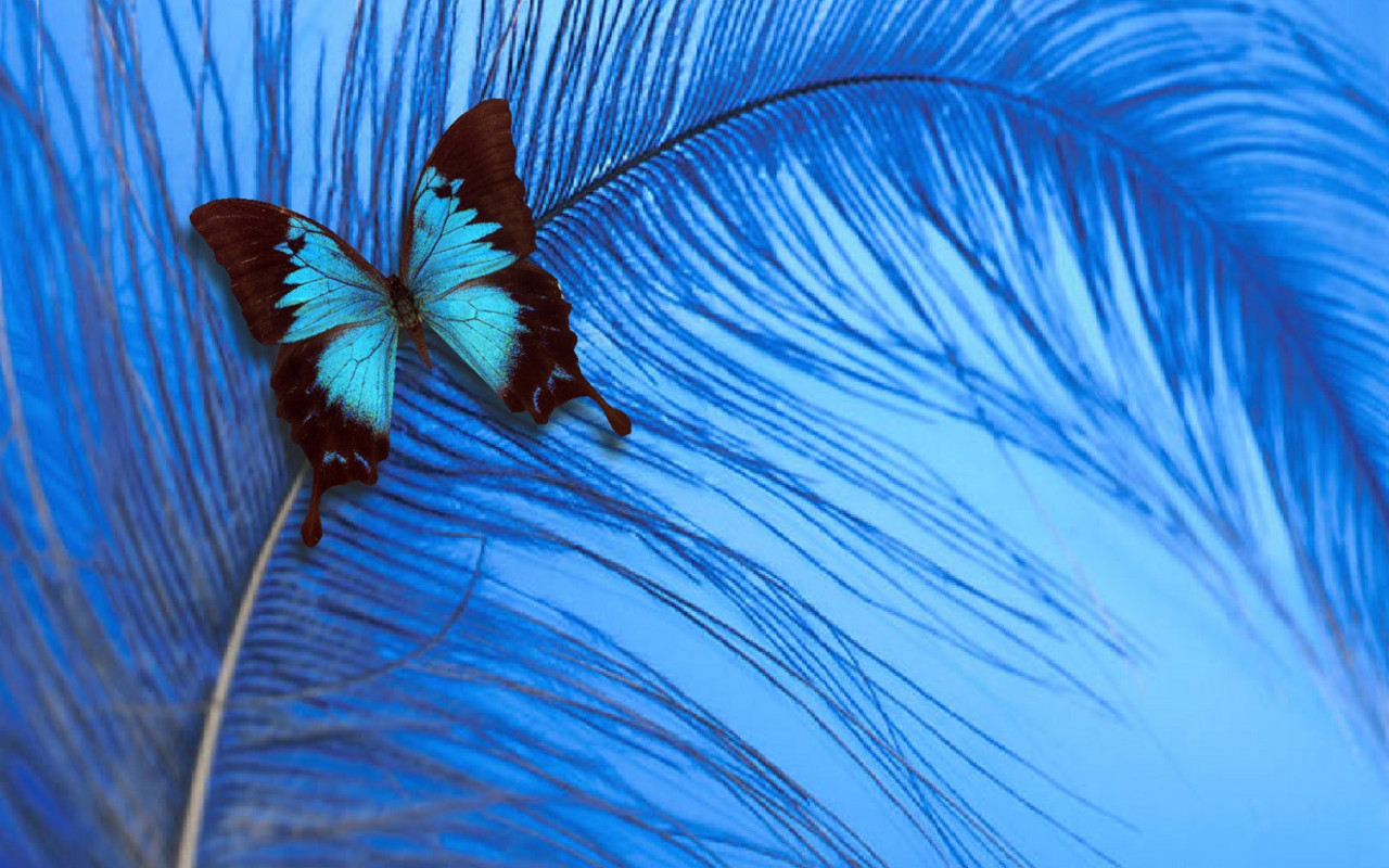 Blue Butterfly - Blue Butterfly Images Hd - HD Wallpaper 