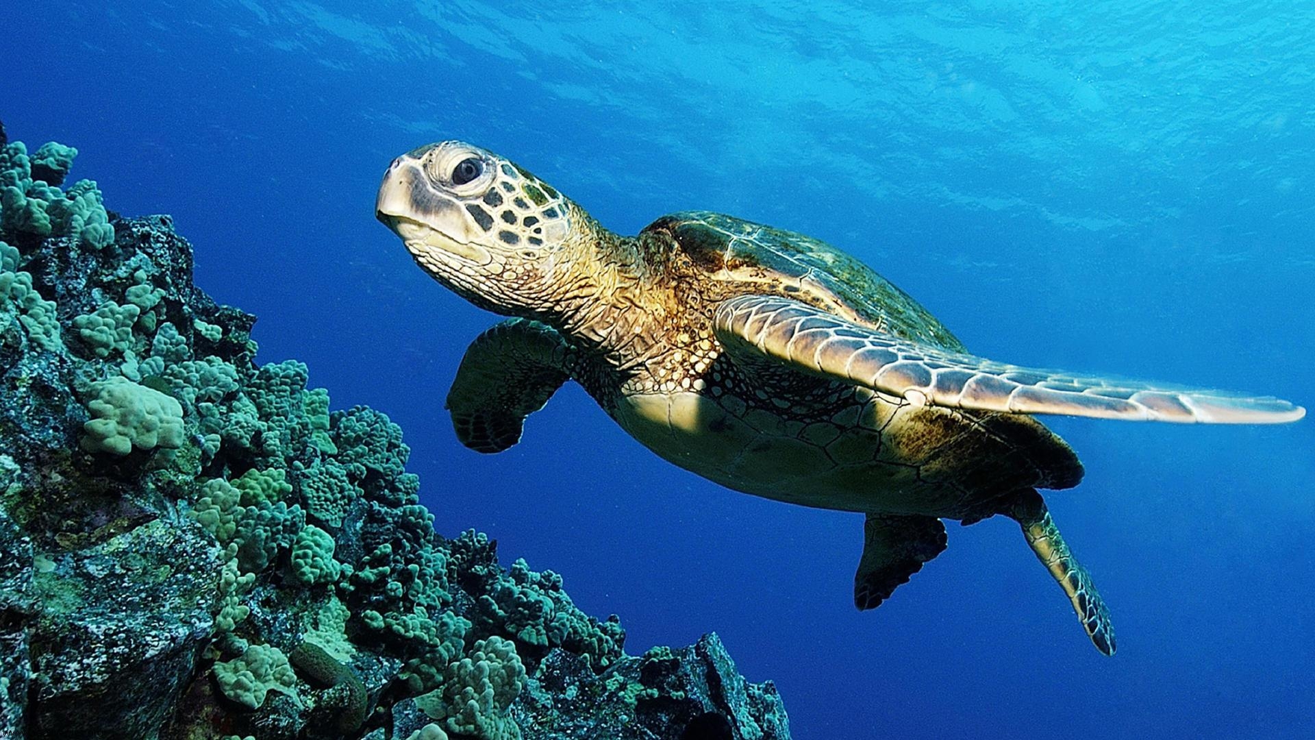 Sea Turtle Wallpaper Hd - HD Wallpaper 