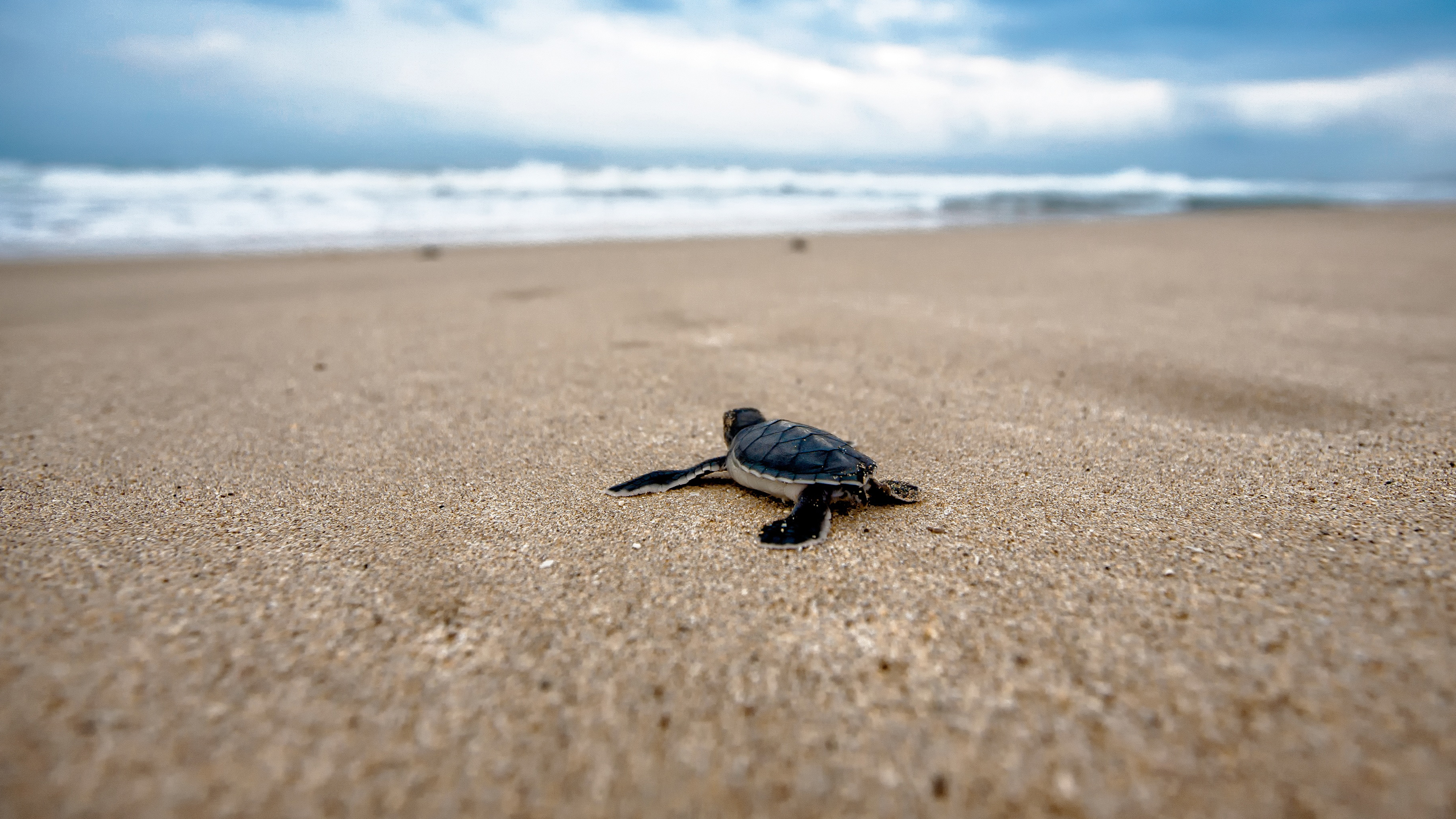 Baby Turtle Background - HD Wallpaper 